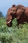 Picture of AFRICAN ELEPHANT-LOXODONTA AFRICANA-TSAVO-KENYA