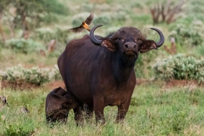 Picture of AFRICAN BUFFALO-SYNCERUS CAFFER-AND ITS CALF-TSAVO-KENYA