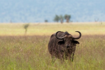 Picture of AFRICAN BUFFALO-SYNCERUS CAFFER-TSAVO-KENYA