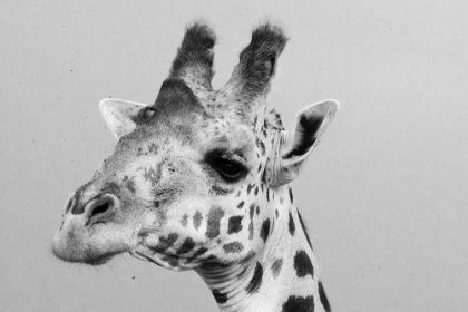 Picture of PORTRAIT OF A GIRAFFE-GIRAFFA CAMELOPARDALIS-TSAVO-KENYA