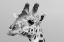Picture of PORTRAIT OF A GIRAFFE-GIRAFFA CAMELOPARDALIS-TSAVO-KENYA