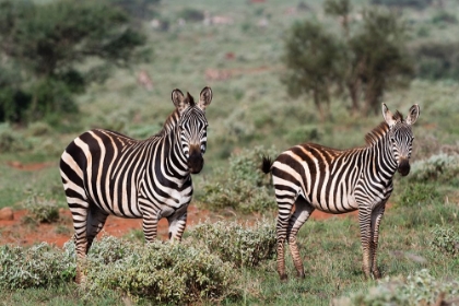 Picture of PLAINS ZEBRA-EQUUS QUAGGA-TSAVO-KENYA