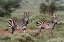 Picture of PLAINS ZEBRA-EQUUS QUAGGA-TSAVO-KENYA