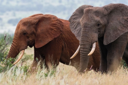 Picture of TWO AFRICAN ELEPHANTS-LOXODONTA AFRICANA-TSAVOS SOIL-TSAVO-KENYA