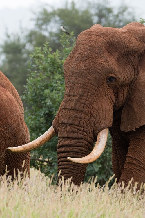 Picture of AFRICAN ELEPHANT-LOXODONTA AFRICANA-TSAVO-KENYA