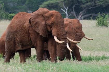 Picture of AFRICAN ELEPHANTS-LOXODONTA AFRICANA-TSAVO-KENYA