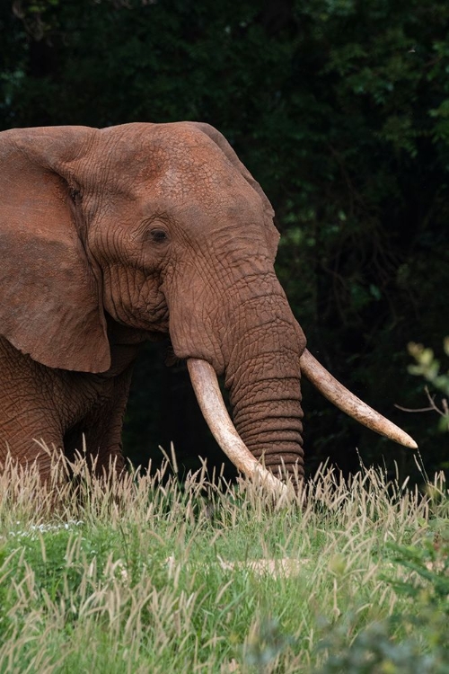 Picture of AN AFRICAN ELEPHANT-LOXODONTA AFRICANA-WITH LONG TUSKS-WALKING IN A FOREST-TSAVO-KENYA