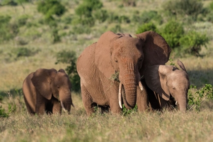 Picture of A FEMALE AFRICAN ELEPHANT-LOXODONTA AFRICANA-AND CALVES-LUALENYI-TSAVO-KENYA