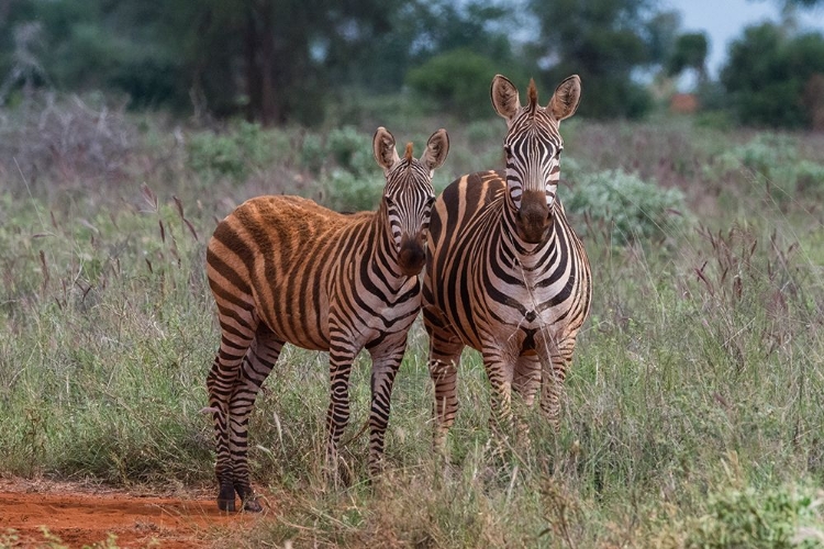 Picture of PLAINS ZEBRA-EQUUS QUAGGA-AND CALF-TSAVO-KENYA