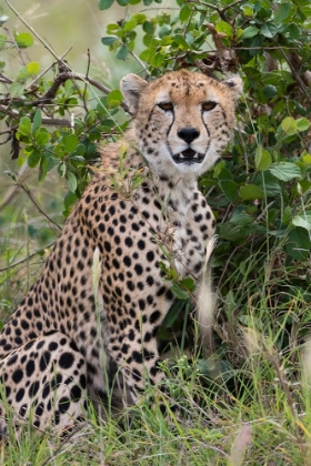 Picture of CHEETAH-ACINONYX JUBATUS-TSAVO-KENYA