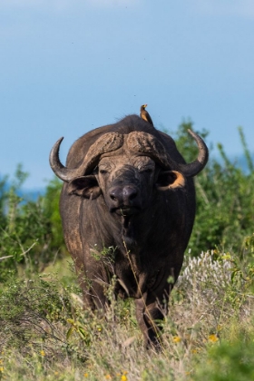 Picture of YELLOW-BILLED OXPECKER-BUPHAGUS AFRICANUS-ON A CAPE BUFFALO-SYNCERUS CAFFER-TSAVO-KENYA