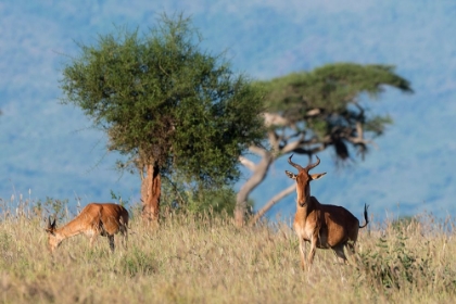 Picture of COKES HARTEBEEST-ALCELAPHUS BUSELAPHUS COKII-WITH ITS CALF-LUALENYI-TSAVO-KENYA