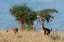 Picture of COKES HARTEBEEST-ALCELAPHUS BUSELAPHUS COKII-WITH ITS CALF-LUALENYI-TSAVO-KENYA