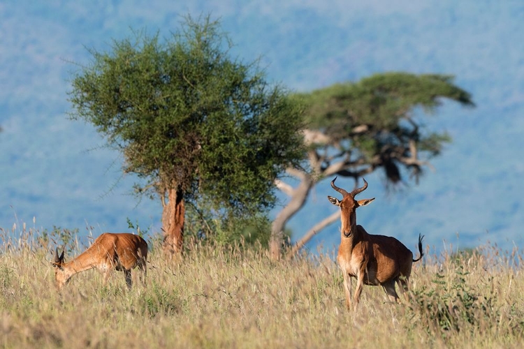 Picture of COKES HARTEBEEST-ALCELAPHUS BUSELAPHUS COKII-WITH ITS CALF-LUALENYI-TSAVO-KENYA