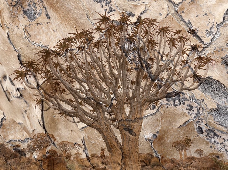 Picture of AFRICA-NAMIBIA-QUIVER TREE AND BARK PHOTO MONTAGE