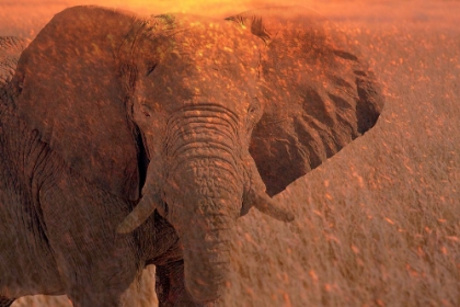 Picture of AFRICA-NAMIBIA-MONTAGE OF ELEPHANT AT SUNRISE
