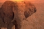 Picture of AFRICA-NAMIBIA-MONTAGE OF ELEPHANT AT SUNRISE
