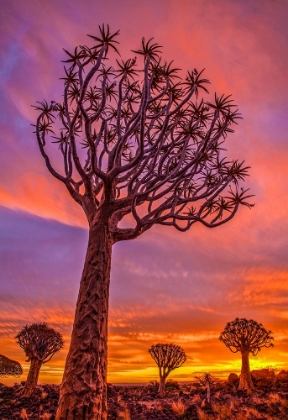 Picture of AFRICA-NAMIBIA-QUIVER TREES AT SUNSET