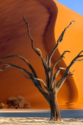 Picture of NAMIBIA-SOSSUSVLEI-NAMIB-NAUKLUFT NATIONAL PARK-COMPOSITE OF DEAD TREE AND SAND DUNE