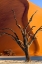 Picture of NAMIBIA-SOSSUSVLEI-NAMIB-NAUKLUFT NATIONAL PARK-COMPOSITE OF DEAD TREE AND SAND DUNE