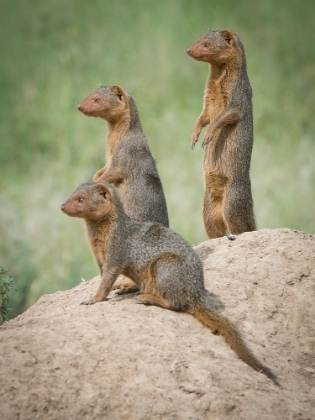 Picture of AFRICA-TANZANIA A FAMILY OF PYGMY MONGOOSE KEEPS VIGIL FROM ATOP AN ANT HILL IN THE SERENGETI