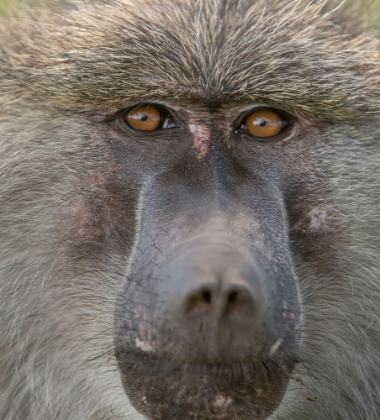 Picture of AFRICA-TANZANIA CLOSEUP OF MALE BABOON