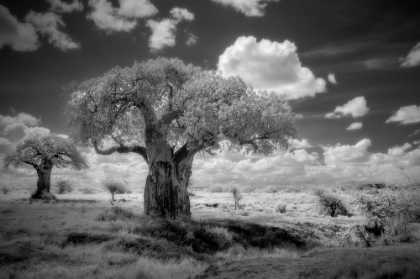 Picture of AFRICA-TANZANIA ANCIENT BAOBAB TREES-DOT THE LANDSCAPE IN THIS INFRARED VIEW