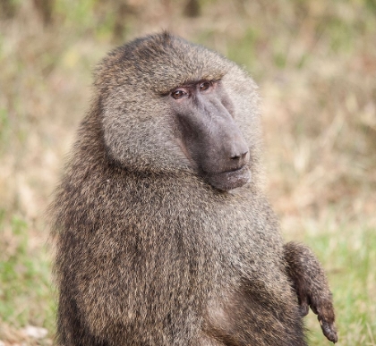 Picture of AFRICA-TANZANIA A BABOON FACE SHOWS WISDOM AND PERSONALITY ON THE AFRICAN SAVANNAH
