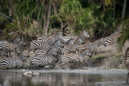 Picture of AFRICA-TANZANIA PERHAPS SPOOKED BY CROCODILES-ZEBRAS STAMPEDE IN THE SERENGETI