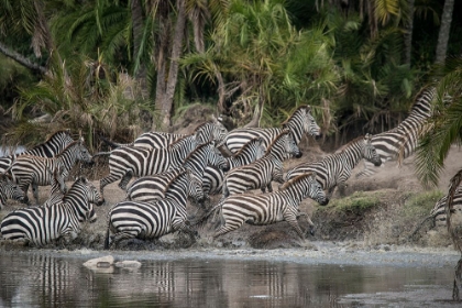 Picture of AFRICA-TANZANIA PERHAPS SPOOKED BY CROCODILES-ZEBRAS STAMPEDE IN THE SERENGETI