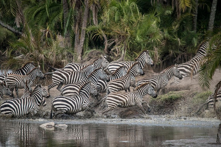 Picture of AFRICA-TANZANIA PERHAPS SPOOKED BY CROCODILES-ZEBRAS STAMPEDE IN THE SERENGETI