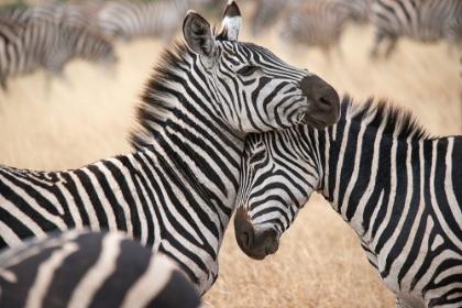 Picture of AFRICA-TANZANIA LOVING ZEBRAS NUZZLE IN THE SERENGETI
