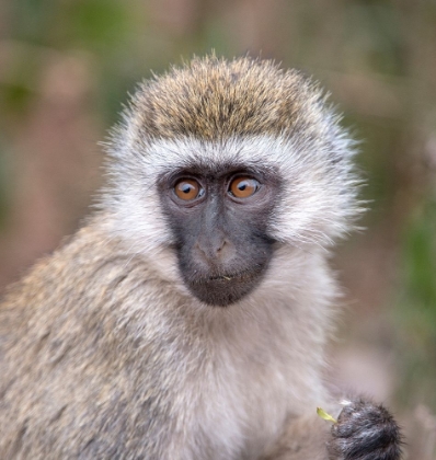 Picture of AFRICA TANZANIA VERVET BABY IN THE SERENGETI