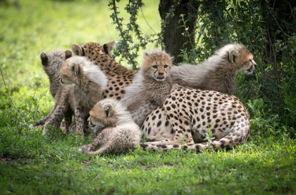 Picture of AFRICA-TANZANIA CUTE CHEETAH CUBS SNUGGLE CLOSE TO THEIR MOTHER IN THE NDUTU AREA OF THE SERENGETI