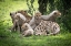Picture of AFRICA-TANZANIA CUTE CHEETAH CUBS SNUGGLE CLOSE TO THEIR MOTHER IN THE NDUTU AREA OF THE SERENGETI