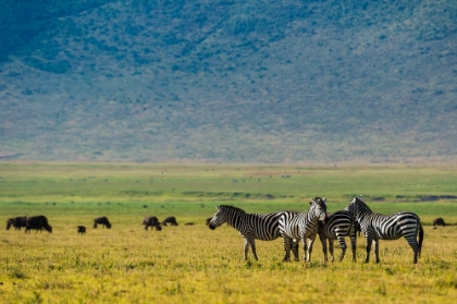 Picture of PLAINS ZEBRAS-EQUUS QUAGGA-NGORONGORO CRATER-NGORONGORO CONSERVATION AREA-SERENGETI-TANZANIA