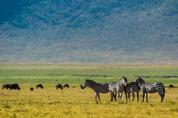 Picture of PLAINS ZEBRAS-EQUUS QUAGGA-NGORONGORO CRATER-NGORONGORO CONSERVATION AREA-SERENGETI-TANZANIA