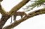 Picture of LEOPARD-PANTHERA PARDUS-ON A TREE-SERONERA-SERENGETI NATIONAL PARK-TANZANIA