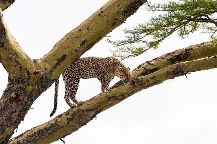 Picture of LEOPARD-PANTHERA PARDUS-ON A TREE-SERONERA-SERENGETI NATIONAL PARK-TANZANIA