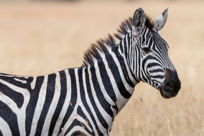 Picture of PLAINS ZEBRA-EQUUS QUAGGA-SERONERA-SERENGETI NATIONAL PARK-TANZANIA