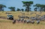 Picture of PLAINS ZEBRAS-EQUUS QUAGGA-SERONERA-SERENGETI NATIONAL PARK-TANZANIA