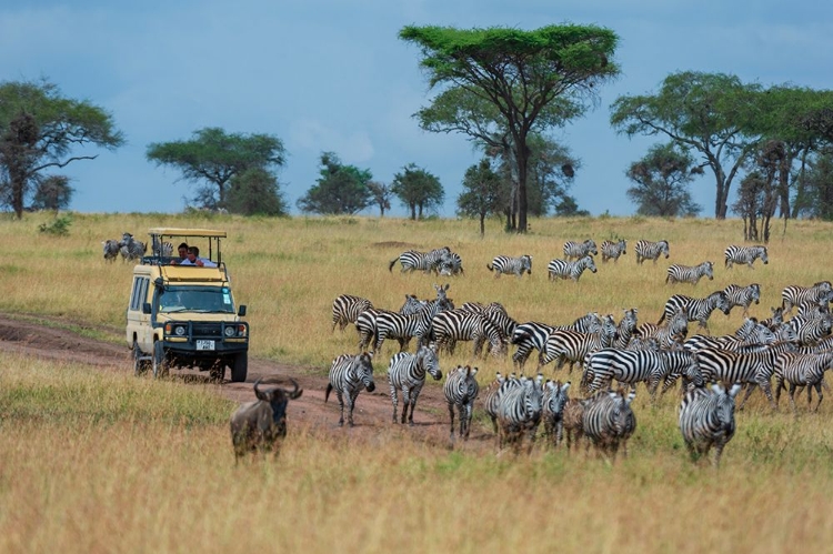 Picture of PLAINS ZEBRAS-EQUUS QUAGGA-SERONERA-SERENGETI NATIONAL PARK-TANZANIA