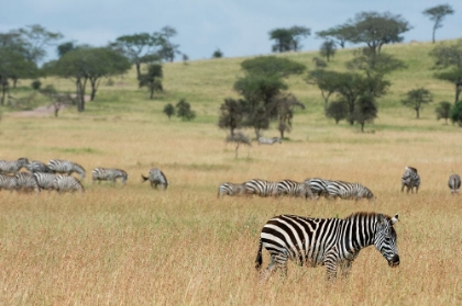 Picture of PLAINS ZEBRAS-EQUUS QUAGGA-SERONERA-SERENGETI NATIONAL PARK-TANZANIA