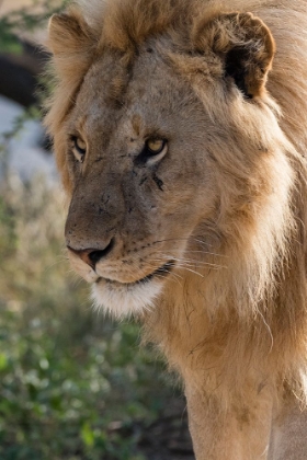 Picture of LION-PANTHERA LEO-NDUTU-NGORONGORO CONSERVATION AREA-SERENGETI-TANZANIA