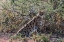 Picture of SERVAL-LEPTAILURUS SERVAL-NDUTU-NGORONGORO CONSERVATION AREA-SERENGETI-TANZANIA