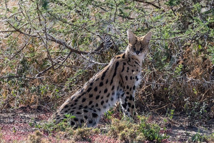 Picture of SERVAL-LEPTAILURUS SERVAL-NDUTU-NGORONGORO CONSERVATION AREA-SERENGETI-TANZANIA