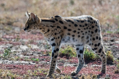 Picture of SERVAL-LEPTAILURUS SERVAL-NDUTU-NGORONGORO CONSERVATION AREA-SERENGETI-TANZANIA