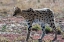 Picture of SERVAL-LEPTAILURUS SERVAL-NDUTU-NGORONGORO CONSERVATION AREA-SERENGETI-TANZANIA