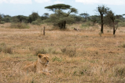 Picture of LION-PANTHERA LEO-NDUTU-NGORONGORO CONSERVATION AREA-SERENGETI-TANZANIA