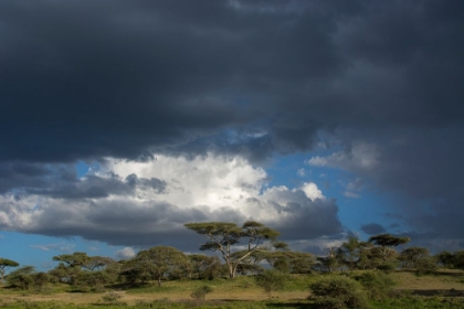 Picture of RAINSTORM APPROACHING NDUTU-NGORONGORO CONSERVATION AREA-SERENGETI-TANZANIA